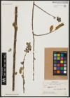 Foto von Salix aegyptiaca L.